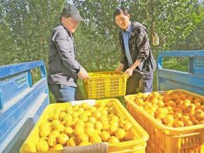 夏菜丰收 “甘味”出陇